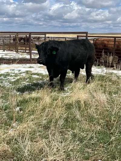 Black Semintal Bull, View more