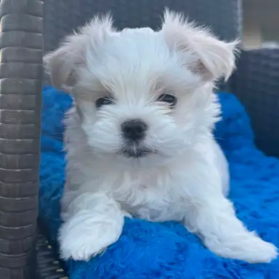 3 Chiots mini bichon maltais  , Maltese, View more
