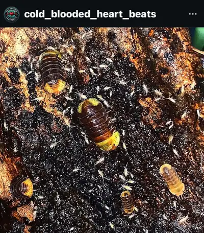 Cubaris Rubber Ducky Isopods, View more