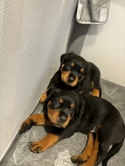 Rottweiler puppies , View more