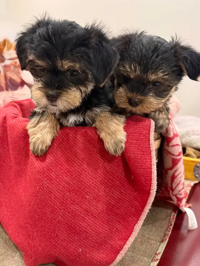 2 Yorkie/Biewer Pups Ready to Go in Dogs & Puppies for Rehoming in Markham / York Region - Image 3