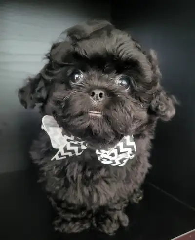 ❤️ BEAUTIFUL TOY SHIH POO PUPPIES ❤️ CKC BLOODLINES, View more