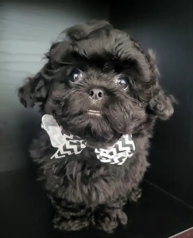 ❤️ BEAUTIFUL TOY SHIH POO PUPPIES ❤️ CKC BLOODLINES in Dogs & Puppies for Rehoming in Ottawa - Image 2