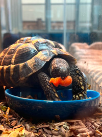 Rehoming Handsome Hermann's Tortoise