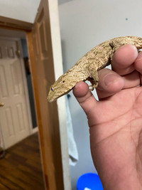 gecko Leachianus