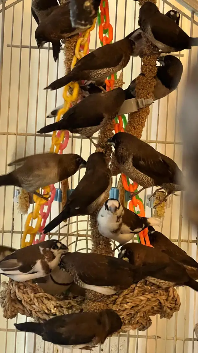 Society finches for sale (males and females). in Birds for Rehoming in Chilliwack - Image 2