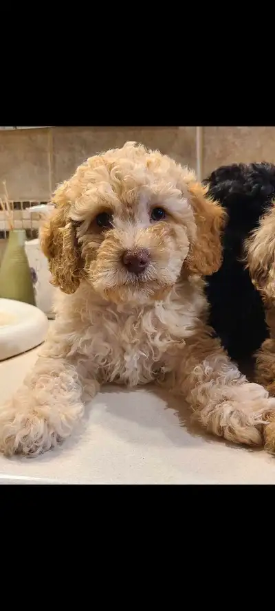 Toy Poodle Puppies, View more