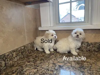 Shih-Tzu x Bichon Frise Puppies! Shichon! READY NOW!, View more