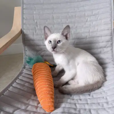 Rare Pure Lilac Point Siamese Kitten, View more
