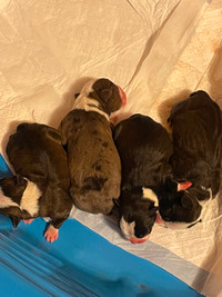 Pure bred Boston terrier puppies