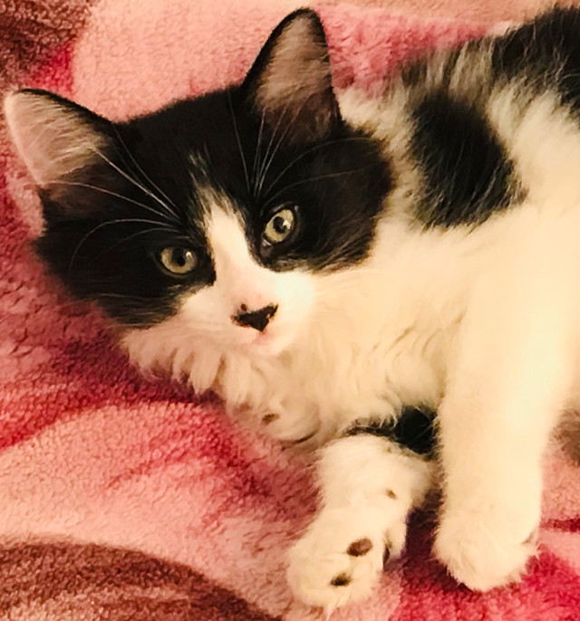 Chatons mignons cherchent maison dans Chats et chatons à adopter  à Ville de Montréal