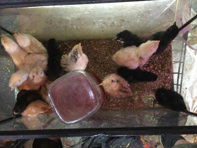 poussin mixé dans Animaux de ferme  à Victoriaville - Image 3