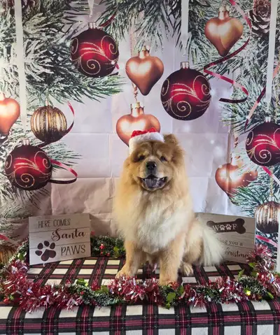 pretty paws dog grooming home based all breeds welcome, View more