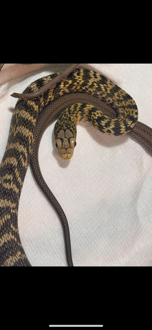 chinese king ratsnake in Reptiles & Amphibians for Rehoming in Barrie