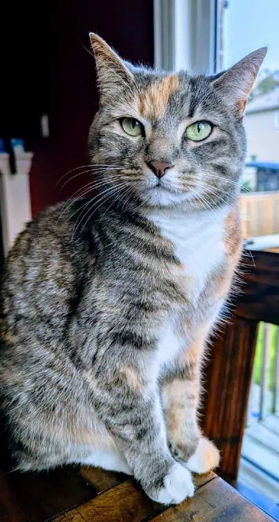 MISSING CAT - CASH REWARD, View more