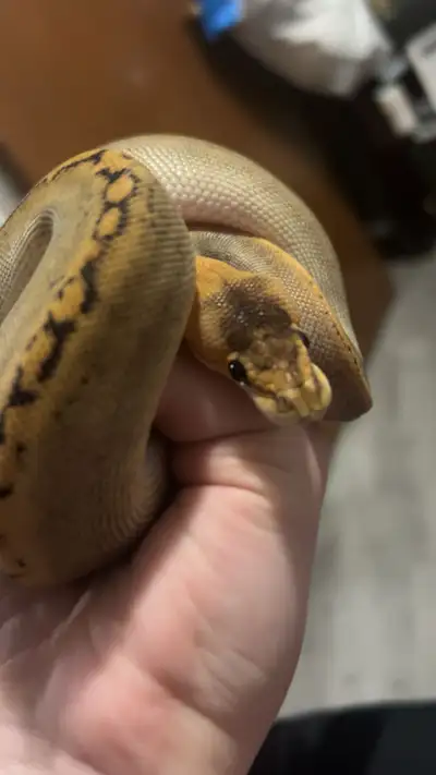 Black head champagne ball python, View more