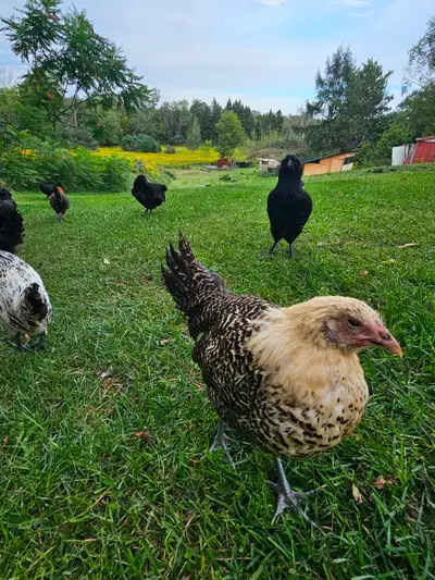 Chicks Deathlayer, Ayam Cemani, Svarthona, Hmong, View more