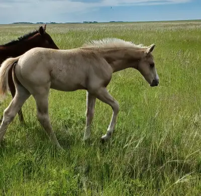 2024 palomino colt Aqha application available This is a real sharp looking colt. He is very well put...