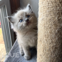 TICA REGISTERED RAGDOLL KITTENS