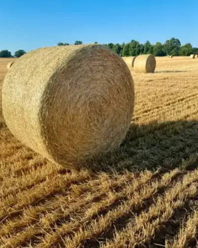 Straw For Sale - Durham, West Gwillimbury, Uxbridge, Port Perry, View more