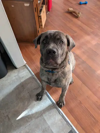 2200$ OBO Blu is 8 months old and a sweet boy. We are needing to rehome him as we had also adopted h...