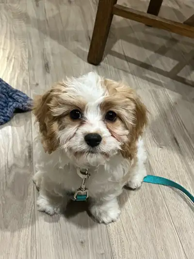 Cavapoochon c/w crate and starter supplies, View more