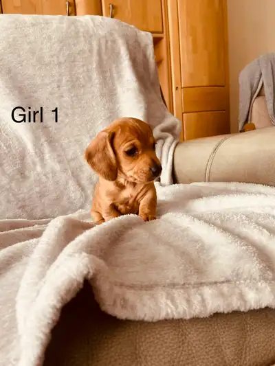 Miniature Dachshund, View more