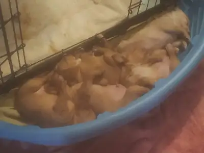 Mother - mini Goldendoodle; Father - Chihuahua (last pic)..... Puppies are beige, white, brown marke...