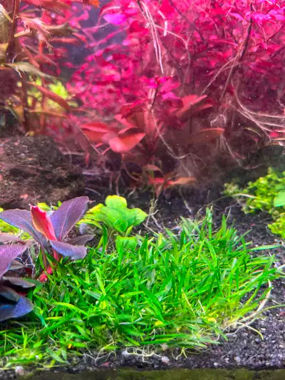 Crypt Parva Small foreground carpeting plant. Can grow in low tech and high tech tanks, slow growing...