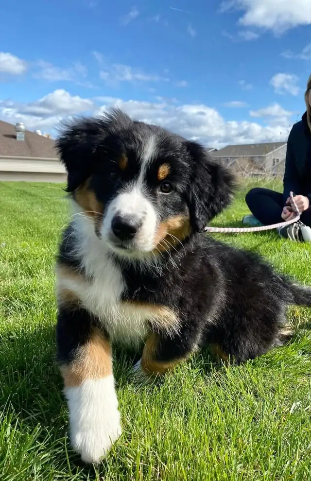 Bernese Golden Retriever Puppies in Dogs & Puppies for Rehoming in City of Toronto - Image 2