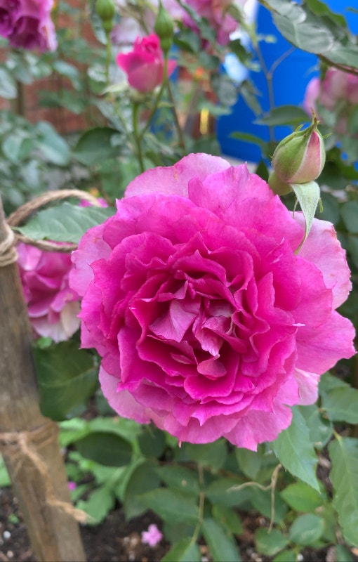 Rose plants for sale, David Austin, , Delbard, Kordes, Japanese