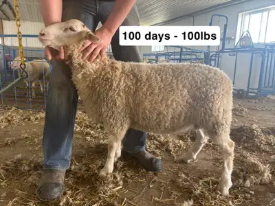 Top ram lambs selected from spring lambing. Selected for weight gain, body length and formation. 3 A...