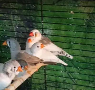 Très bon reproducteur. Joue noir, huppé, joue orange, blanc, Isabelle, panaché. Quelques moineau du...