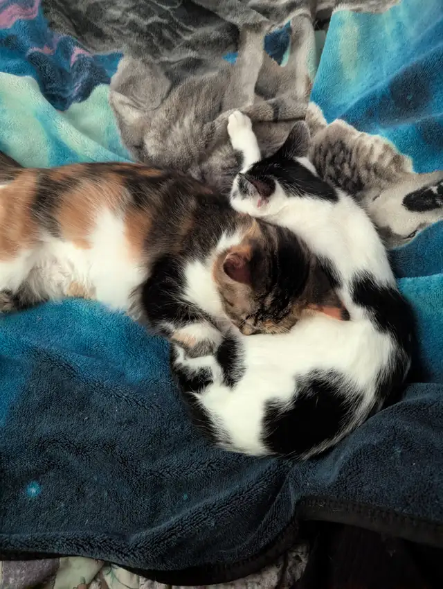 Successfully REHOMED* | Cats & Kittens for Rehoming | Winnipeg | Free ...