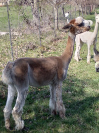 Female alpaca for sale