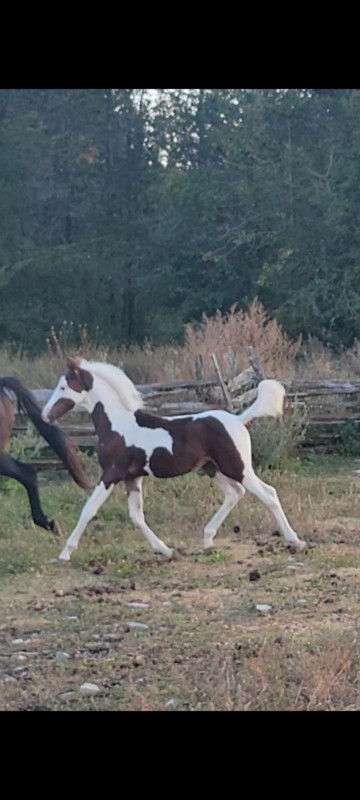 Stunning 2023 gelding in Horses & Ponies for Rehoming in Belleville - Image 3
