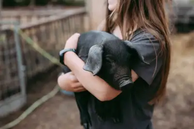 English Large Black weanlings , View more