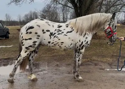 15’hh colt Dam Friesian / Dutch x Sire Appaloosa. Not registered. Have been started lightly under ha...