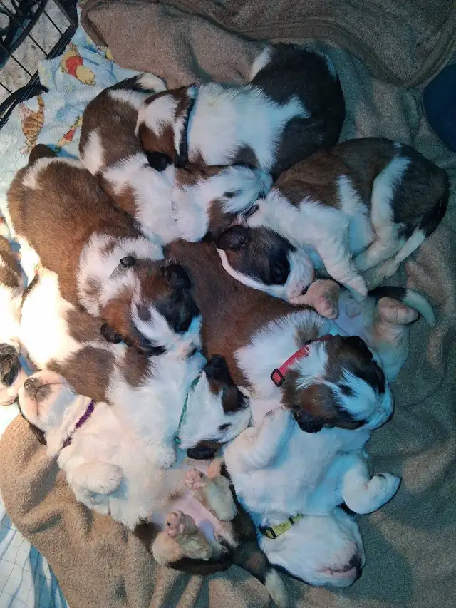 BEAUTIFUL SAINT BERNARD PUPPIES in Dogs & Puppies for Rehoming in Moncton - Image 11