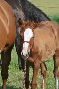 2023 APHA Filly