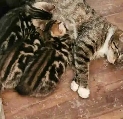 Baby kittens, View more