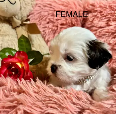 ♥️  Beautiful Shorkie  Puppies ♥️, View more