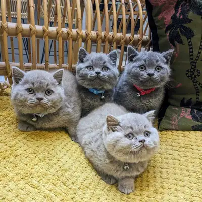 British Shorthair Blue color kittens with pedigree. Newborns, View more