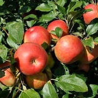 Fruit Trees (Bareroot), Apple,Peach, Pears, etc starting at $30