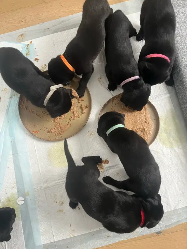 Vizsla / Black German Shepherd Puppies in Dogs & Puppies for Rehoming in Cornwall - Image 4