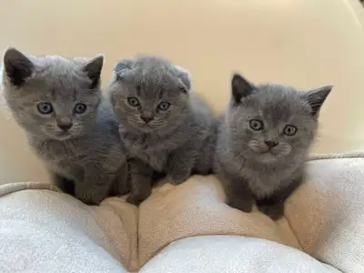 Scottish Fold and Straight Kittens, View more