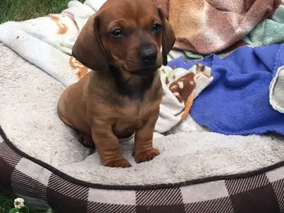 Standard  Dachshund puppies, View more