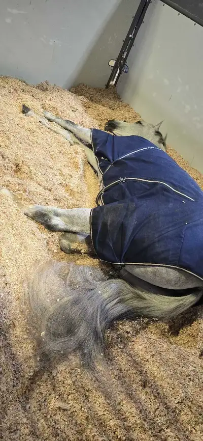 Stall cleaner, equestrian facility, View more