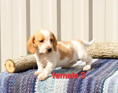 Dachshund/ Beagle cross puppies, View more