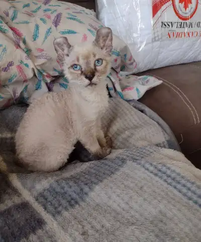 Chaton à vendre, View more